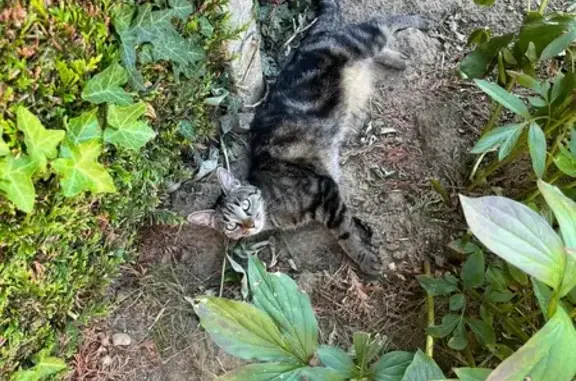 Animaux perdus , photo: Chatte perdue à Warluis : Xayah, 3 ans