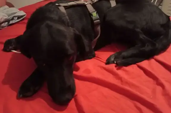 Perro perdido: Braco alemán negro y blanco