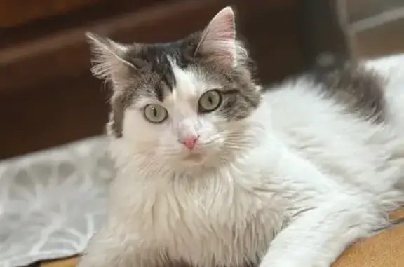 Chat perdu, Tourcoing, photo: Chatte perdue, blanche et noire, Tourcoing