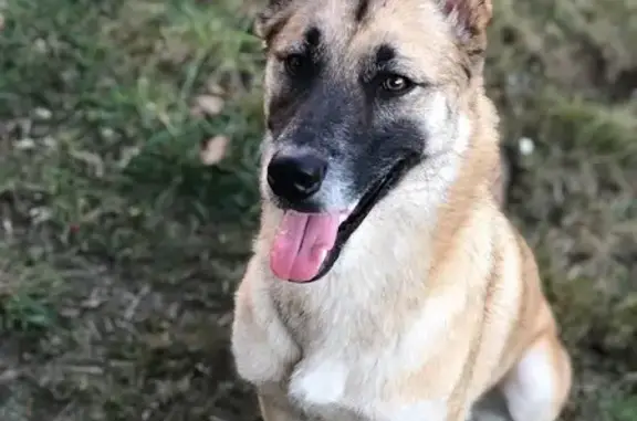 Animaux perdus , photo: Chien perdu à Treffieux, aidez-nous !