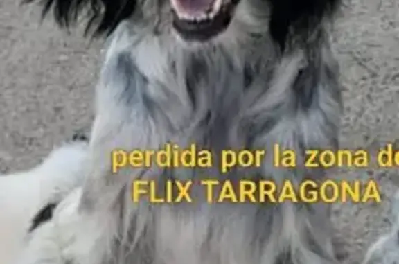 Perro Perdido: Setter Inglés en Flix, Cataluña