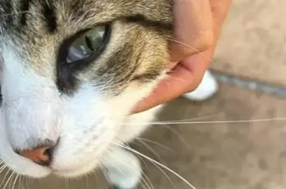 Encantador Gato Atigrado Busca Hogar en Cantabria
