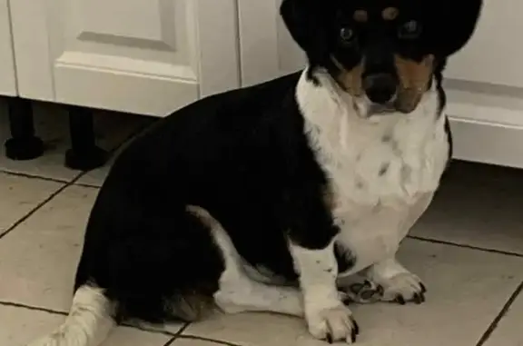 Chien perdu : Opale, 6 ans, Carrefour de l'Hours - photo