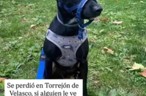 Perro Perdido en Torrejón: ¡Ayuda Urgente!