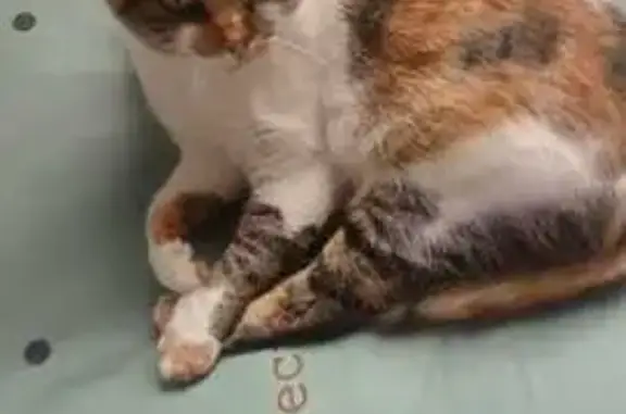 ¡Gata Tricolor Amable Perdida en Alboraya!