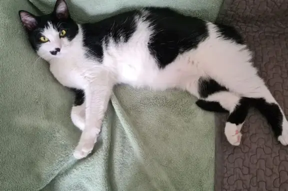 Chat perdue, tache noire nez, Limerzel - photo