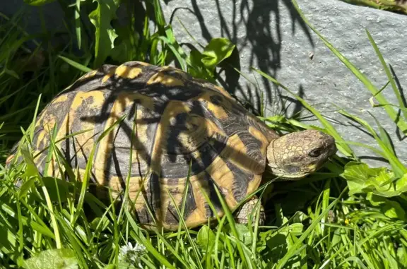 Animaux perdus Faches-Thumesnil, photo: Tortue perdue à Faches-Thumesnil