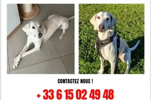 Chien perdu , photo : Chien beige perdu à Saint-Julien-en-Genevois
