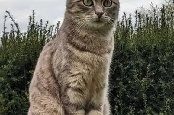 Chat perdu, , photo: Chat perdue, pucée, La Chapelle-Saint-Aubin
