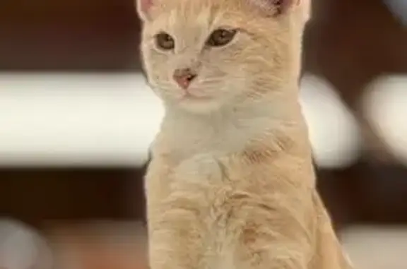 Lost Beige Cat with Orange Col...