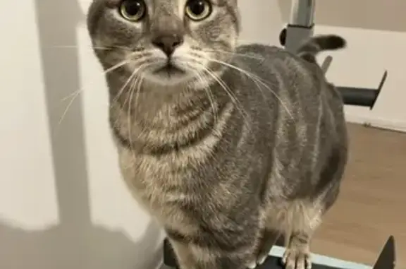 Chat perdu à Santes, nuit du 2 au 3 sept. - photo