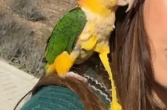 ¡Ayuda! Busco a mi lora caique perdida