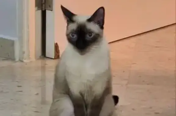 Lost Siamese Cat: Jurong East 31, SG
