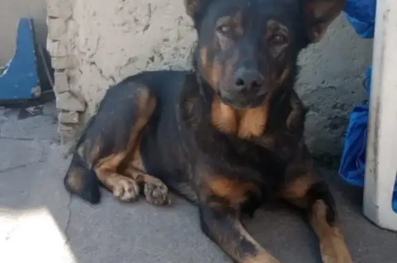 cachorro desaparecida