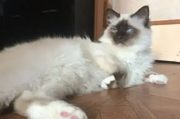 Chat perdu blanc, museau marron, Nîmes - photo