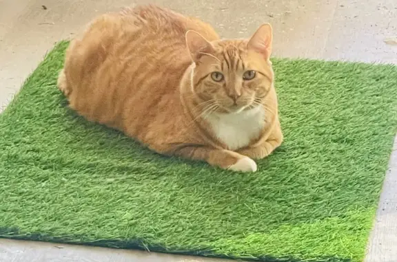 Lost: Chubby Orange Tabby, Green Harness