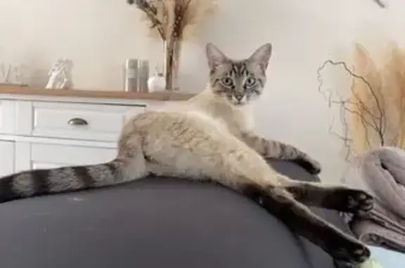 Chat beige YOUKI perdu à Vertou - photo