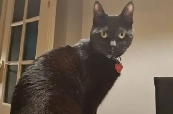 ¡Ayuda! Gata Negra Perdida en Sonseca