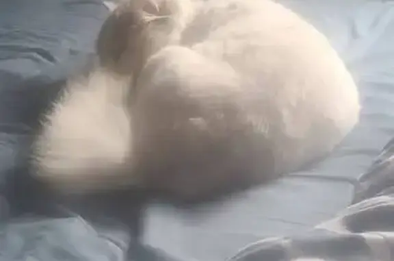 Chatte persane perdue à La Bassée - photo