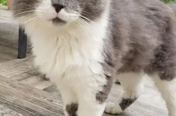 Chat gris et blanc trouvé à Niort - photo