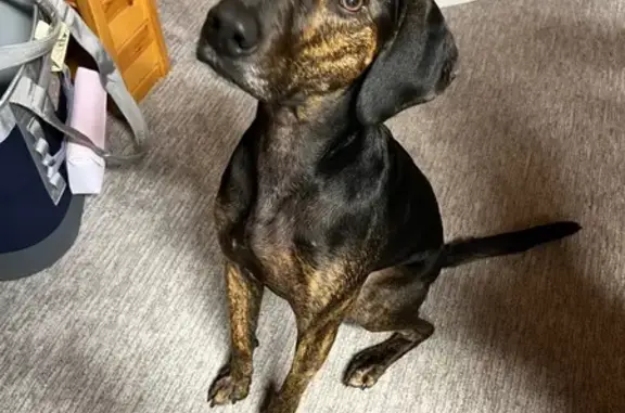 Found dog Eagle River, photo: Found: Sweet Brindle Hound, Eagle River