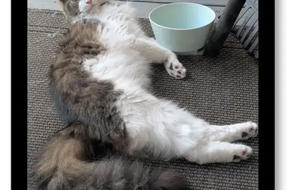 Missing cat Memphis, photo: Lost Cat: Fluffy with Green Collar