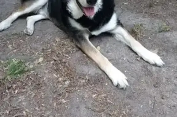 Lost pets Norfolk, photo: Lost Skittish German Shepard Mix - Norfolk