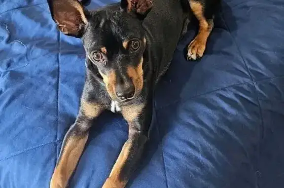 Lost Chihuahua: Help Find Tequila