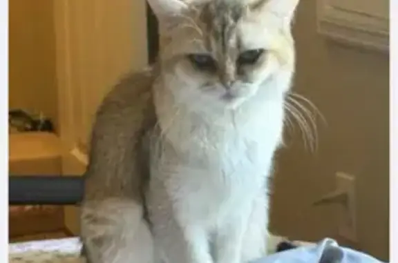 Lost pets Las Vegas, photo: Lost Cat: Golden Gradient in Las Vegas
