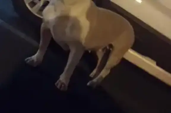 Lost Dog: Happy, Scarred, Needs Her Owner