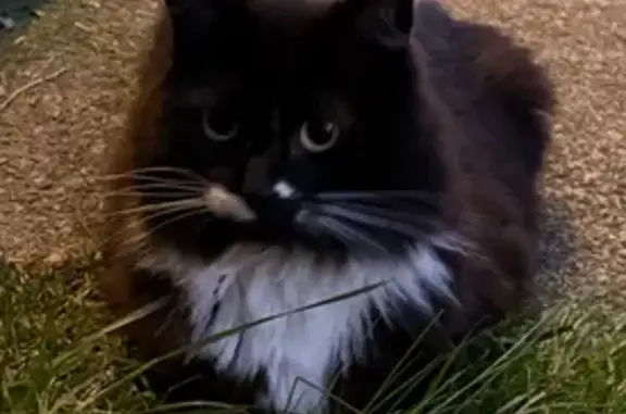 Lost and found pets , photo: Lost Tuxedo Cat in Bozrah, CT