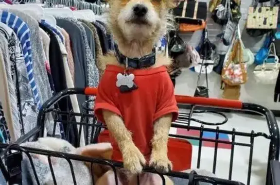 Lost Dog: Blonde, Wire-Haired Crash