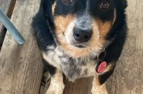 Lost Skittish Corgi on Palarm Creek Rd