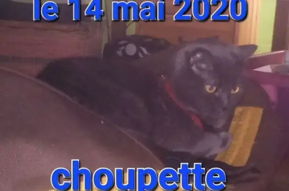 Chat perdu, , photo: Chatte grise perdue, tatouée oreille droite