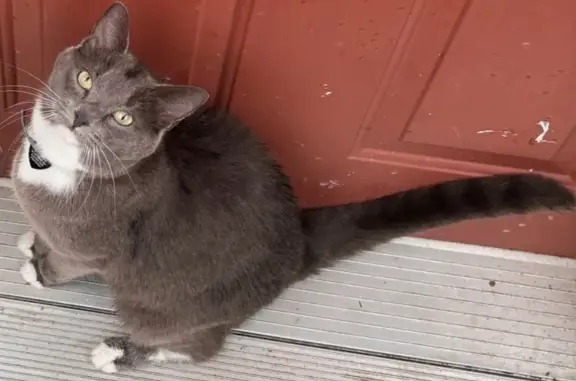 Lost Gray & White Tuxedo Cat in Richmond