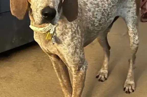 Lost Coonhound: Red & White, No Collar