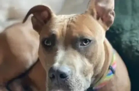 Lost Tan Pitbull Star on Sullivan Road