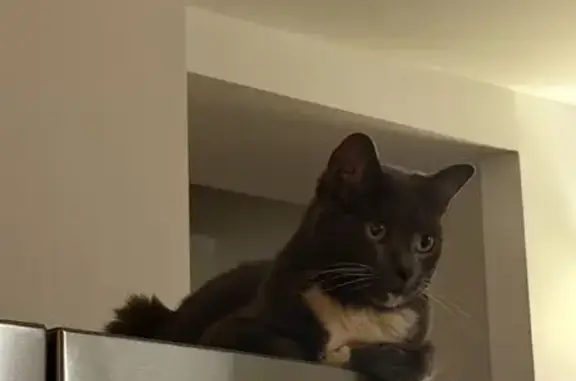 Lost Cat Tata: Gray & White, 51st St NY
