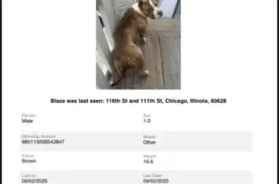 Missing dog Chicago, photo: Lost Dog: Call 3129786283, E. 116th St.