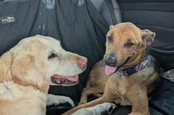 Lost Sweet Dog: Brown & Black, Globe AZ
