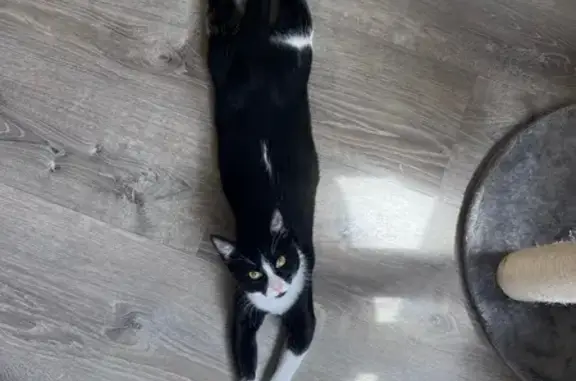 Lost and found pets , photo: Help Find Quazi: Our Beloved Lost Cat