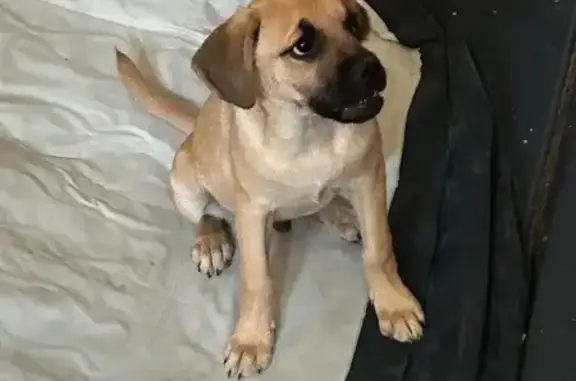 Lost Energetic Brown Dog - Maple Tree Ave