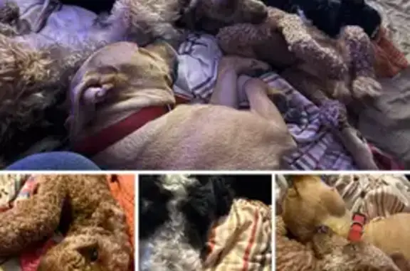 Missing dog , photo: Lost Dogs: Red Pit & Blue-Collar Poodle