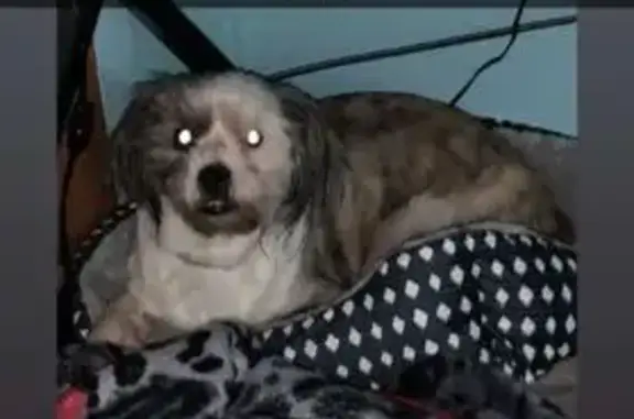 Lost Shy Dog: Grey Face & Underbite