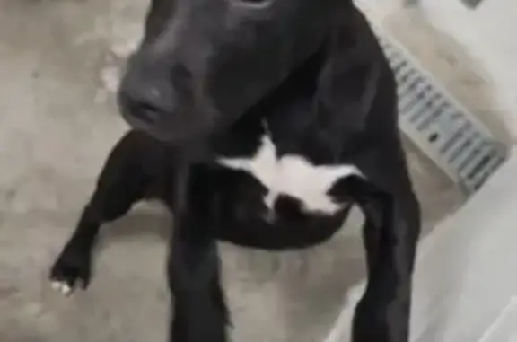 Lost Dog: Star Chest & Socks in Fayetteville