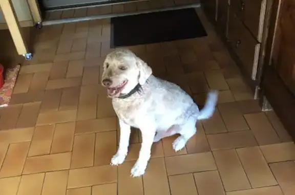 Chien perdu Cahors, photo : Chien perdu: Lagotto beige, collier noir, Cahors