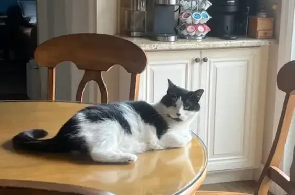 Lost Cat: Black & White, Green-Eyed Beauty