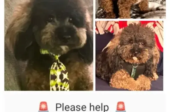 Help Find Rio: Lost Mini Poodle in Flint