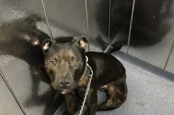 Lost Dog: Black with White Chest Stripe