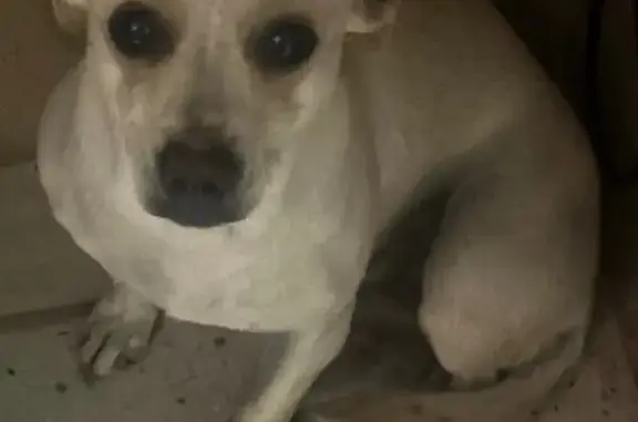 Perros perdidos, Aguascalientes, foto: Perro Perdido: Blanquita con Amarillo en Aguascalientes